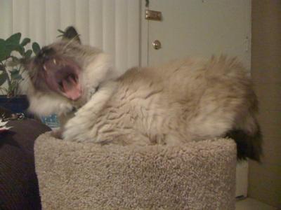 Yawning Cat Number 156